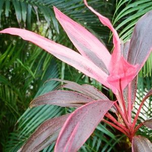 Meet your Posher, Ally